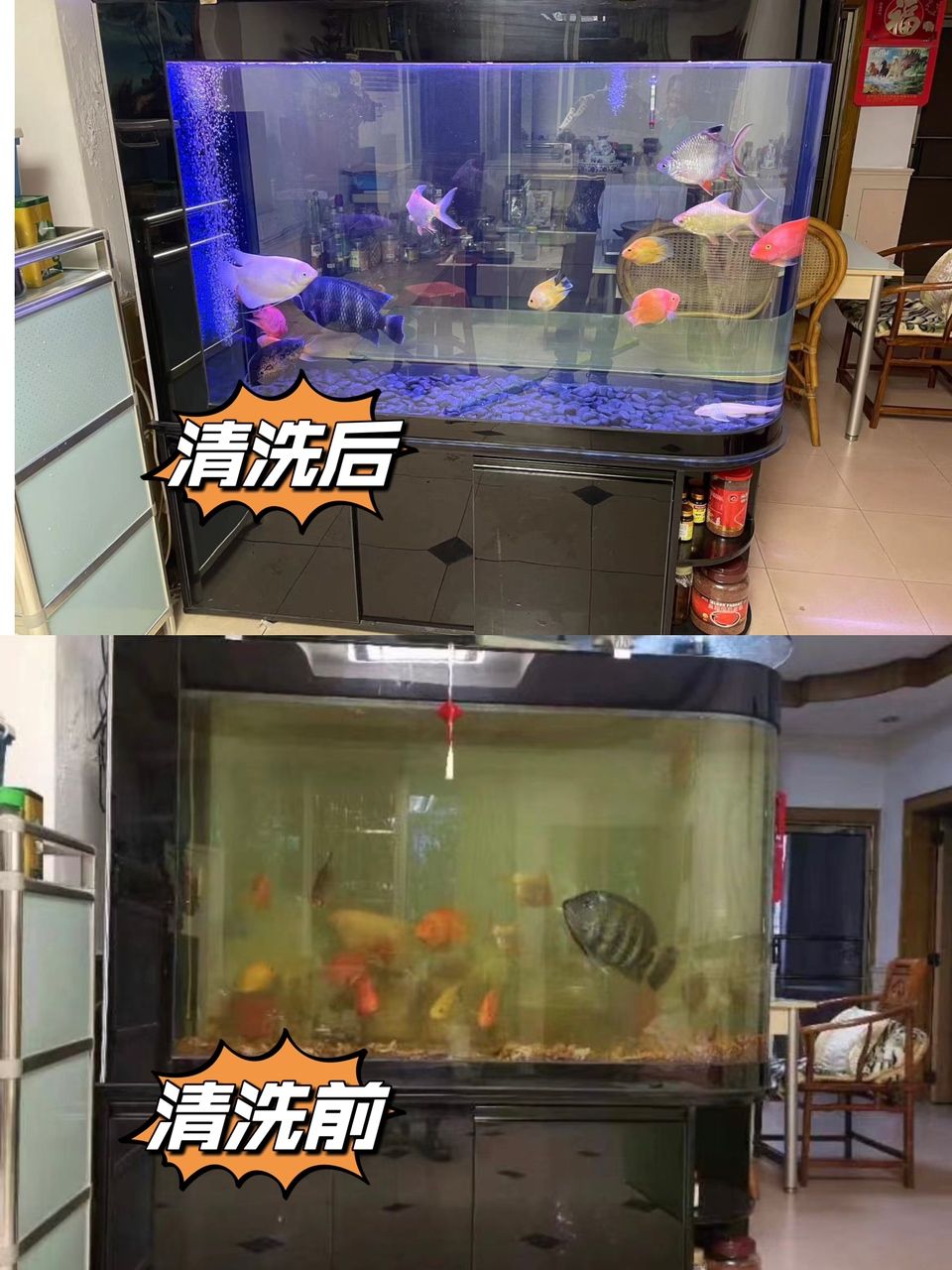 廣州魚缸清洗護(hù)理，魚缸安裝，搬運(yùn)（15年專業(yè)魚缸清洗養(yǎng)護(hù),廣州佛山周邊魚缸/海水缸上門清洗養(yǎng)護(hù)） 觀賞魚論壇 第2張