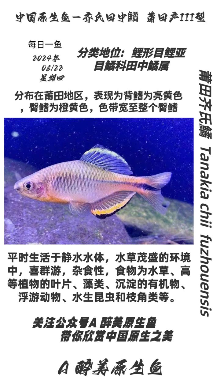 莆田齊氏鱊 第三款（黃莆） 觀賞魚(yú)論壇