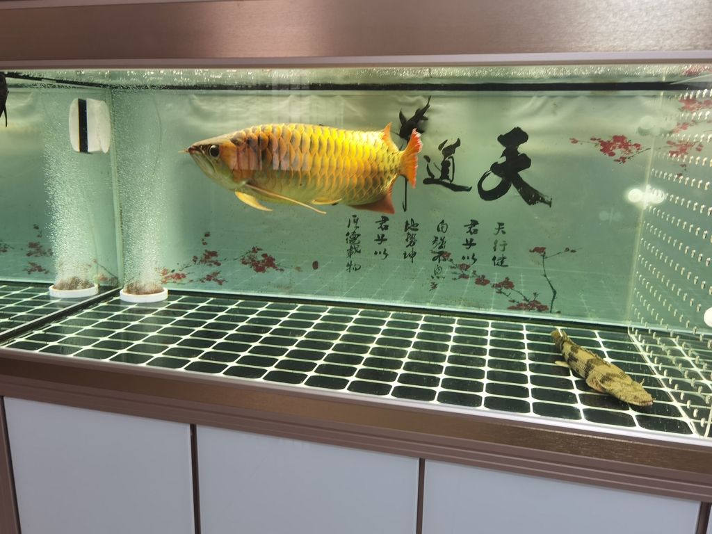 武陵區(qū)偉奕水族館（常德市武陵區(qū)偉奕水族館） 觀賞魚論壇