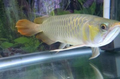 什么叫星點龍魚（關(guān)于星點龍魚的問題） 水族問答