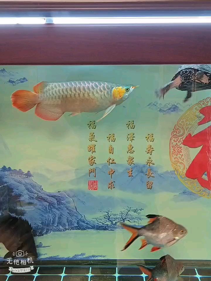 換水（naginiy評論：支持，不錯，） 觀賞魚論壇