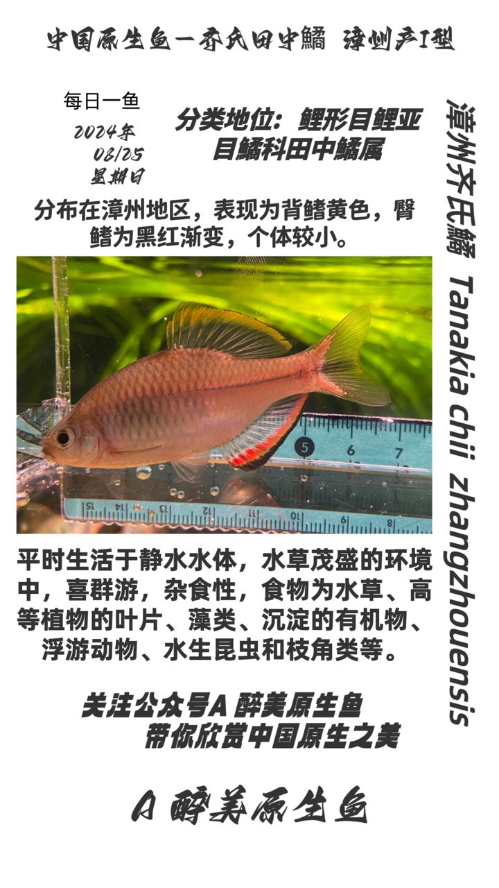 漳州齊氏鱊（漳州老流域） 觀賞魚論壇