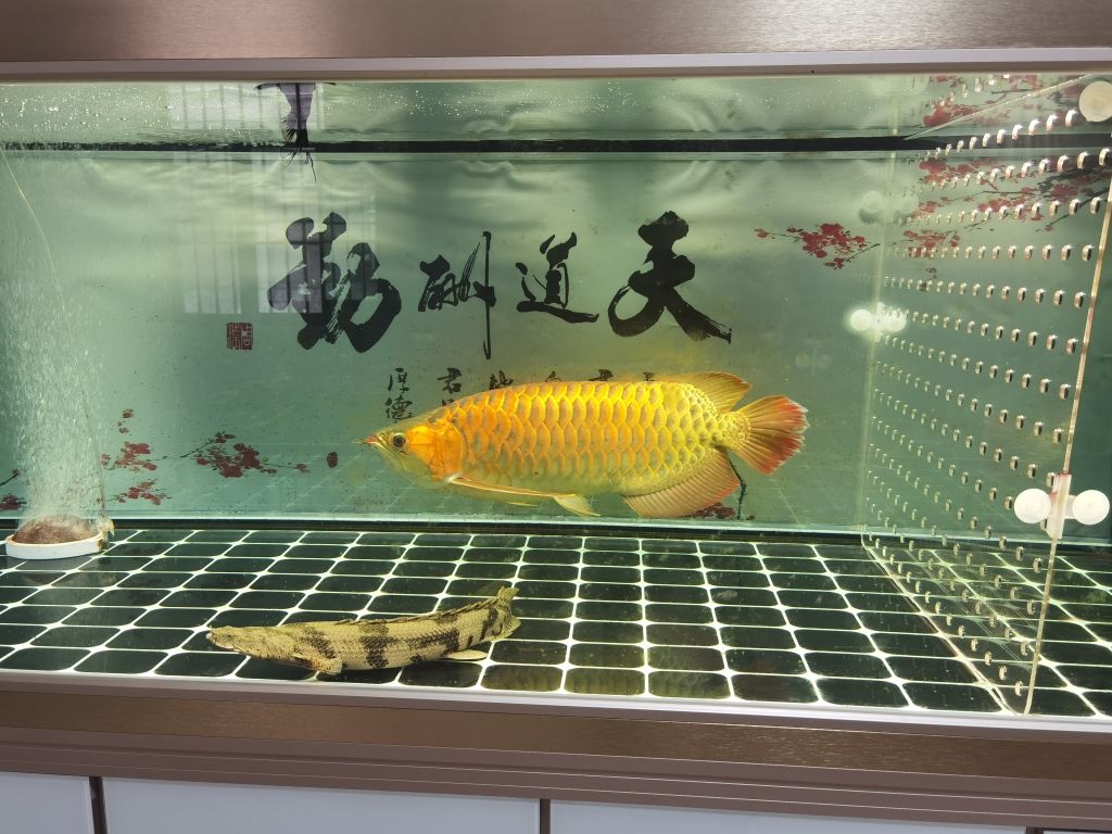 湛江市赤坎區(qū)魚友觀賞魚經(jīng)營部（湛江市赤坎區(qū)魚友觀賞魚經(jīng)營部詳細(xì)介紹） 觀賞魚論壇