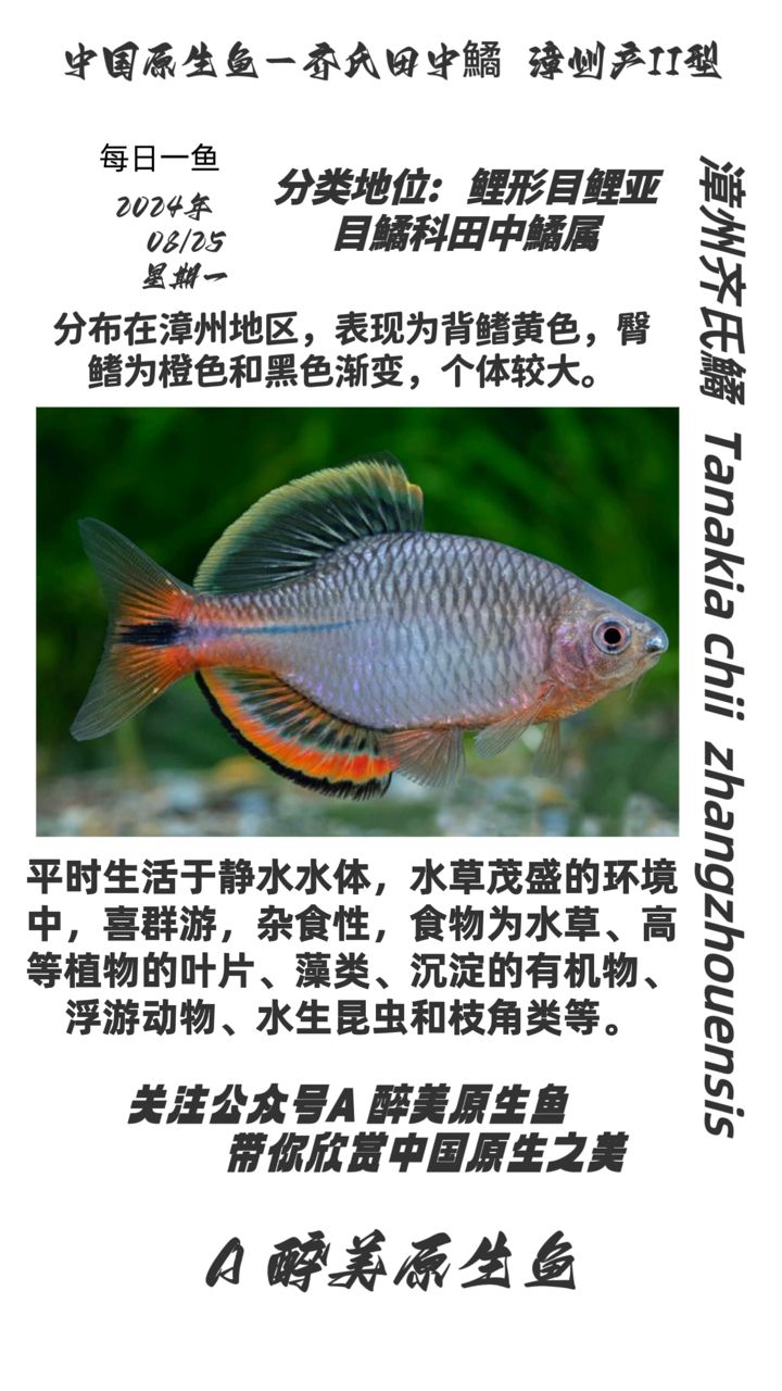 漳州齊氏鱊 第二款（橙汁，） 觀賞魚論壇