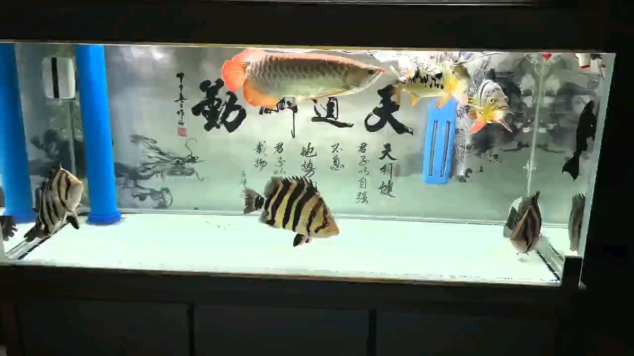 受傷在家看魚（[ciya],馬斌a評論：漂亮,喜歡魚的人評論）