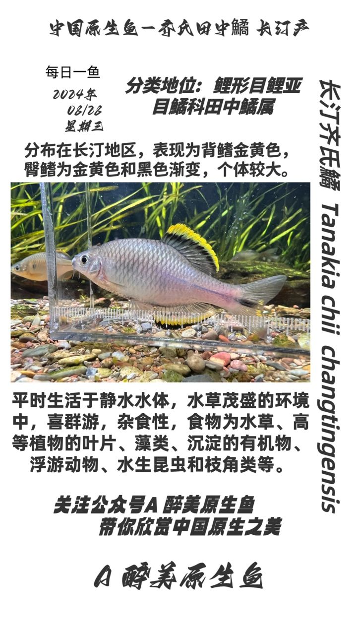 長汀齊氏鱊（長汀地區(qū)） 觀賞魚論壇