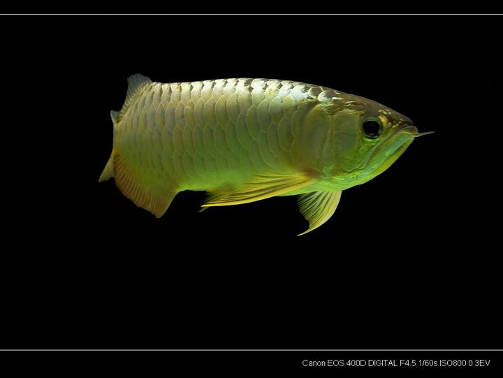 盤錦市大洼區(qū)小龍騰水族館（盤錦小龍騰水族館） 全國觀賞魚市場