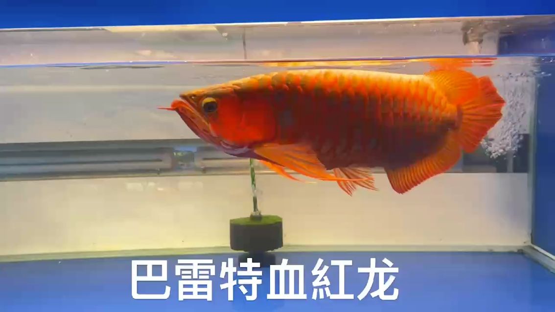 觀賞魚（巴雷特血紅龍,小伙不帥_人見人愛） 觀賞魚論壇