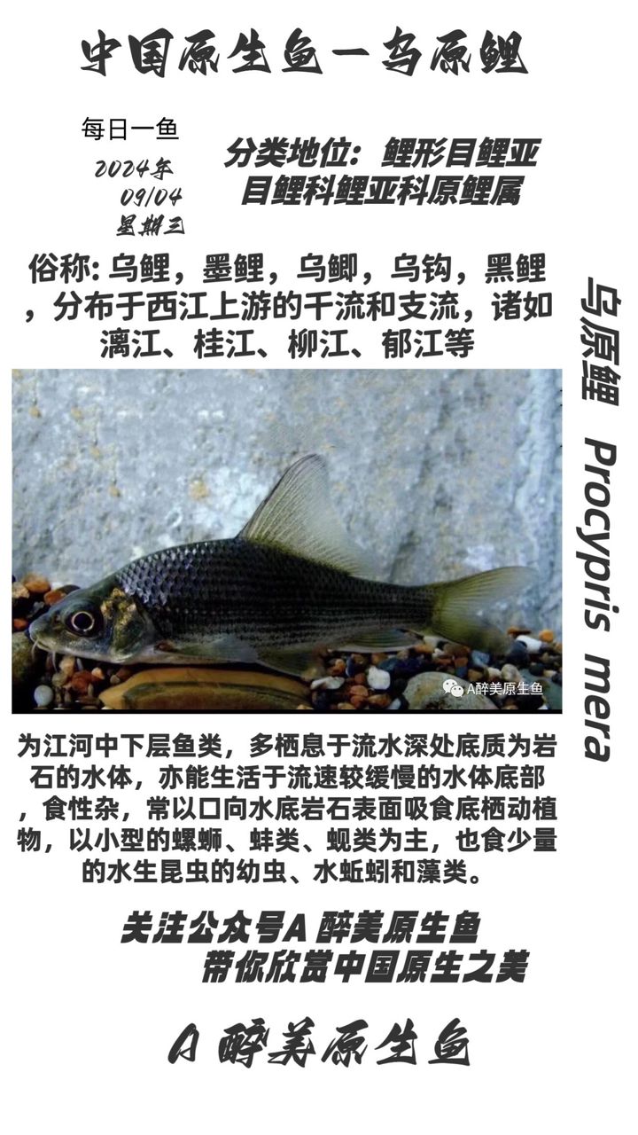 巖原鯉（廣西,心情魚悅） 觀賞魚論壇