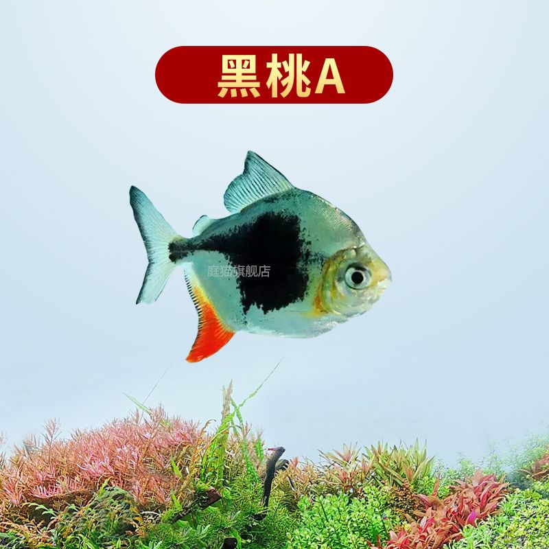 黑桃A和龍魚混養(yǎng)注意事項（黑桃a銀板魚和龍魚混養(yǎng)技術） 龍魚百科 第3張