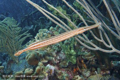 海龍魚的好處和壞處（海龍魚的功效與作用） 龍魚百科 第1張