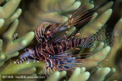 海龍魚的好處和壞處（海龍魚的功效與作用） 龍魚百科 第2張