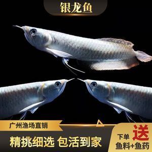 廣州最大龍魚漁場（廣州呈千祥龍魚漁場排名廣州呈千祥龍魚漁場、祥龍魚場） 龍魚百科 第2張