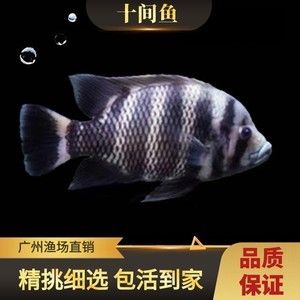 廣州最大龍魚漁場（廣州呈千祥龍魚漁場排名廣州呈千祥龍魚漁場、祥龍魚場） 龍魚百科 第3張