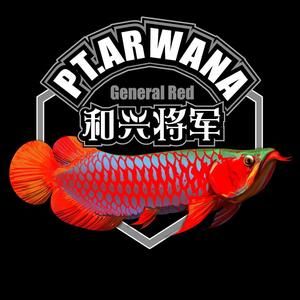 和興龍魚總店 龍魚百科 第3張