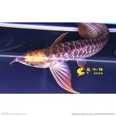 哈密市祥龍魚長（哈密市祥龍魚長品種介紹哈密市祥龍魚長的具體介紹） 龍魚百科 第3張