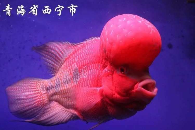 紅金龍魚(yú)風(fēng)水（紅金龍魚(yú)的風(fēng)水作用） 龍魚(yú)百科 第3張