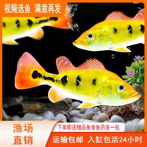 紅老虎魚配銀龍魚好嗎（紅老虎魚與銀龍魚混養(yǎng)的注意事項）