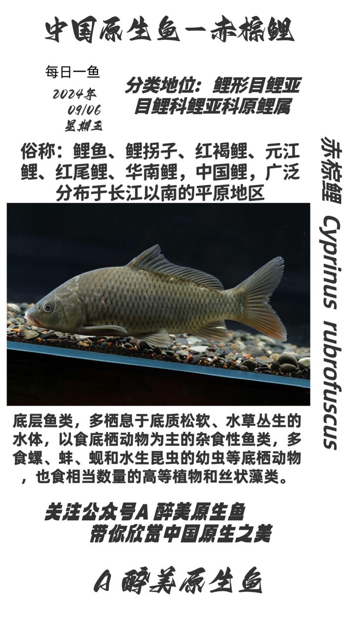 赤棕鯉（鯉魚） 觀賞魚論壇