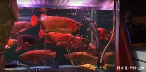 和紅龍魚(yú)混養(yǎng)的高端魚(yú)（紅龍魚(yú)混養(yǎng)的高端魚(yú)）