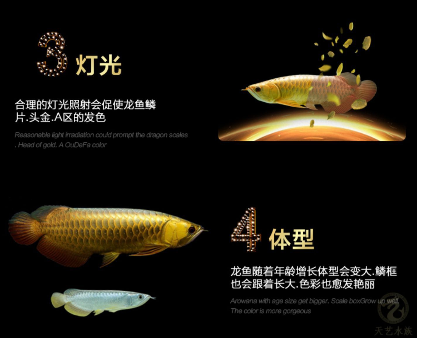 過背金龍魚發(fā)色過程圖解（過背金龍魚發(fā)色變化） 龍魚百科 第3張