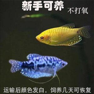 紅寶石魚和曼龍魚可以一起養(yǎng)嗎（曼龍魚和紅寶石魚混養(yǎng)的注意事項） 龍魚百科 第2張