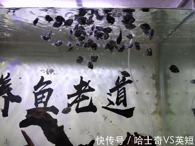 紅寶石魚和曼龍魚可以一起養(yǎng)嗎（曼龍魚和紅寶石魚混養(yǎng)的注意事項） 龍魚百科 第3張