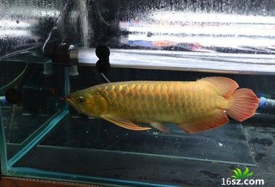 泊頭市廣文水族館（河北省滄州市泊頭市廣文水族館） 全國觀賞魚市場