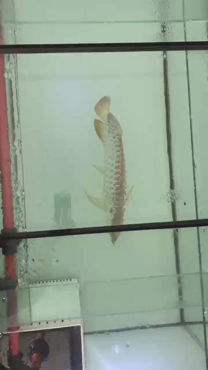 喜歡俯視看魚(yú)。（蜜糖六六和森與火之頌） 觀賞魚(yú)論壇