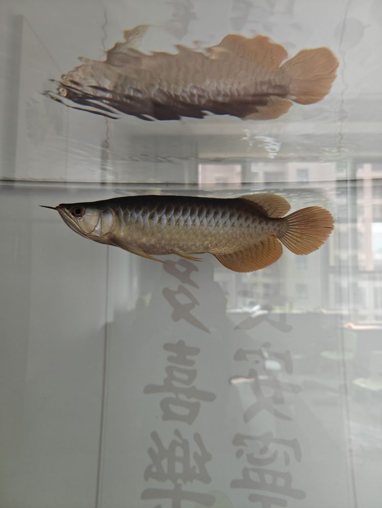 金龍魚和什么混養(yǎng)好（混養(yǎng)金龍魚的注意事項） 觀賞魚論壇 第1張