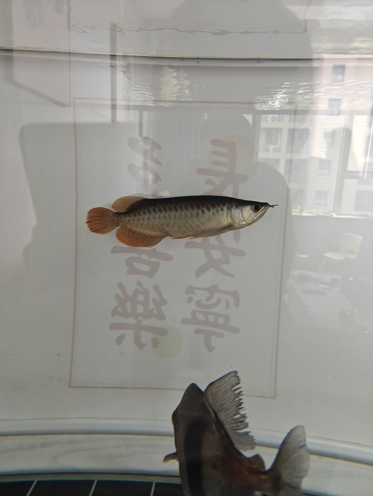 金龍魚和什么混養(yǎng)好（混養(yǎng)金龍魚的注意事項） 觀賞魚論壇 第3張