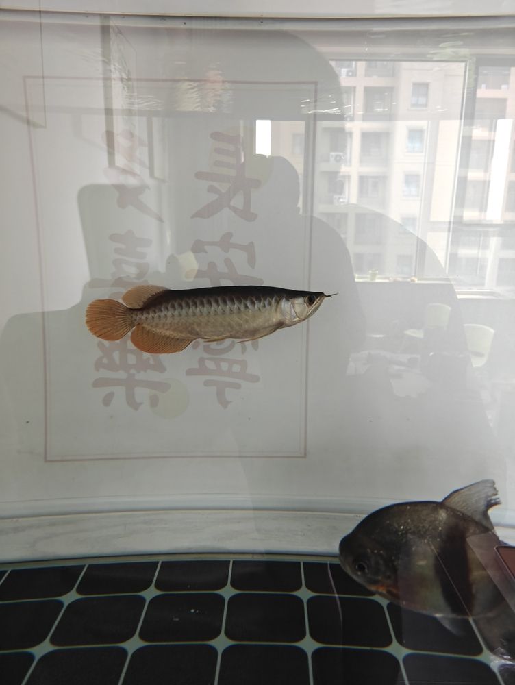 金龍魚和什么混養(yǎng)好（混養(yǎng)金龍魚的注意事項） 觀賞魚論壇 第4張