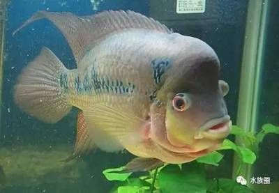 鄄城縣盛沁美水族館（菏澤鄄城縣盛沁美水族館） 全國觀賞魚市場