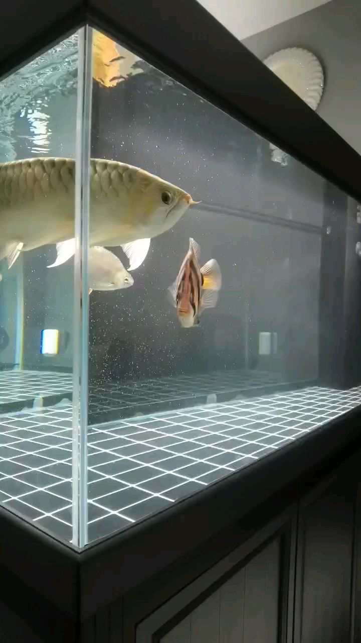 新民市柳河溝鎮(zhèn)魚戀水族用品店（新民市柳河溝鎮(zhèn)魚戀水族用品店詳細(xì)介紹）