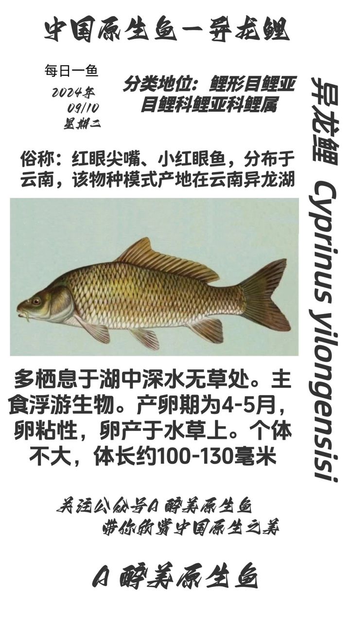 異龍湖（異龍湖異龍湖） 觀賞魚論壇