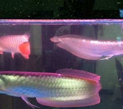 饒平縣金昂水族貿(mào)易商行（潮州饒平縣金昂水族貿(mào)易商行）