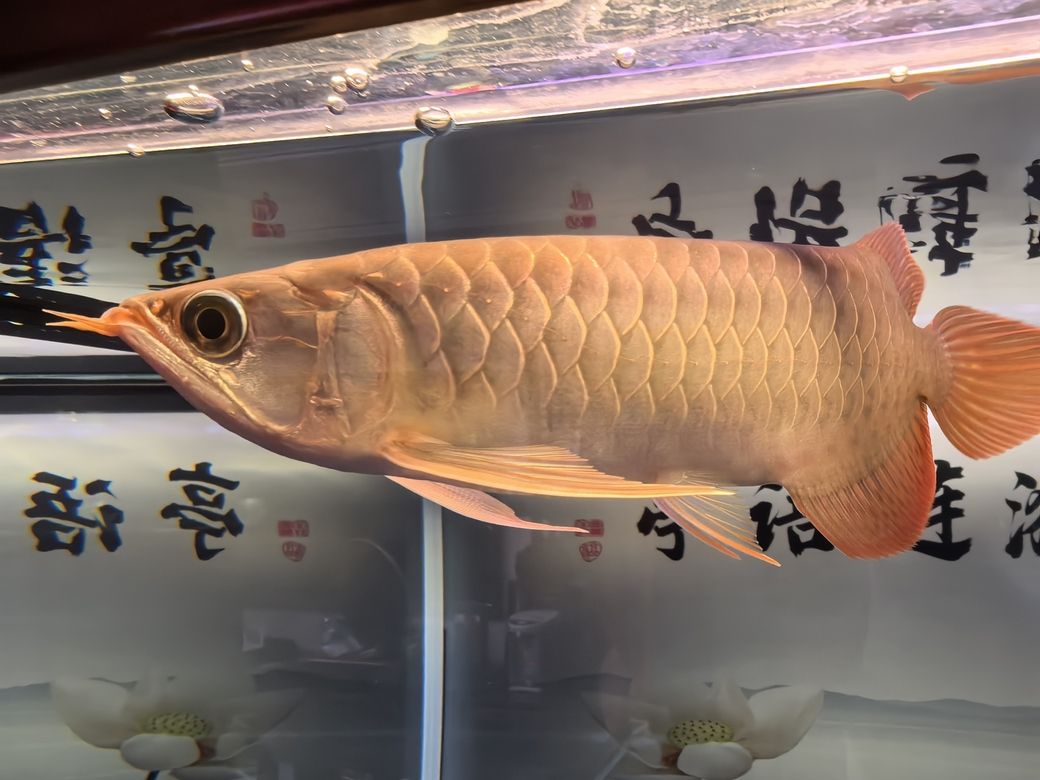 開(kāi)心過(guò)好每一天！（開(kāi)心過(guò)好每一天） 觀賞魚(yú)論壇 第3張