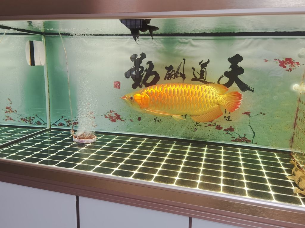 南京市浦口區(qū)欣鑫水族館（南京市浦口區(qū)欣鑫水族館經(jīng)營產(chǎn)品：觀賞魚、魚飼料、水族箱及配件、水族器材銷售） 全國觀賞魚市場