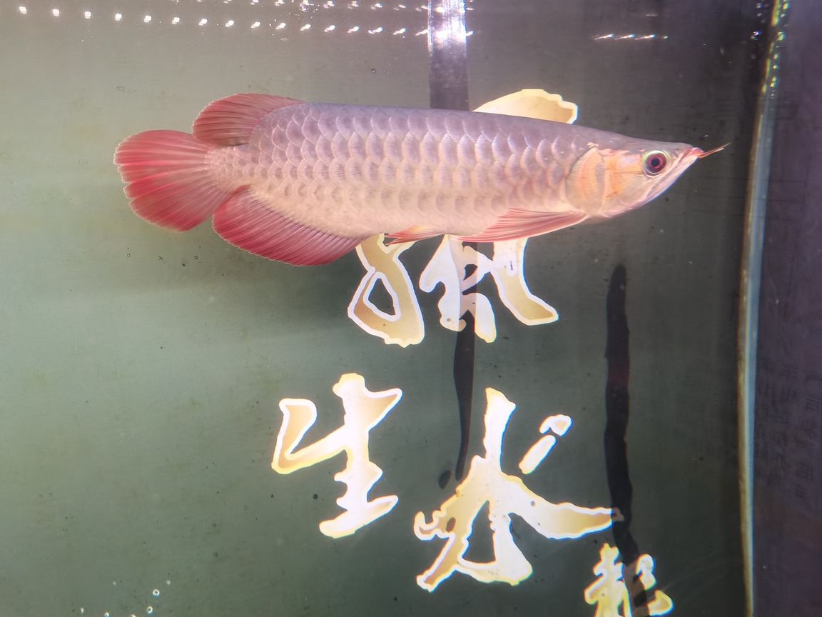 襄垣縣侯堡鴻魚軒水族館（襄垣侯堡鴻魚軒水族館） 全國觀賞魚市場