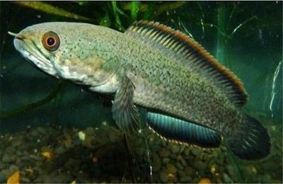 西安曲江新區(qū)富貴水族館（西安富貴水族館） 全國(guó)觀賞魚(yú)市場(chǎng)