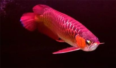 紅龍魚(yú)鱗片怎么分排：如何判斷紅龍魚(yú)鱗片分排？ 龍魚(yú)百科 第1張