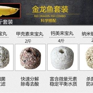 紅龍魚用什么濾材比較好：紅龍魚適合哪些濾材