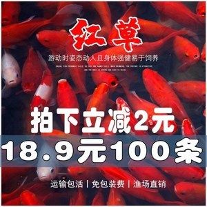 紅龍魚(yú)的文案怎么寫(xiě)：紅龍魚(yú)——觀(guān)賞魚(yú)中的貴族