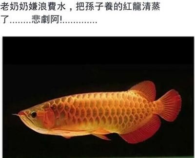 紅龍魚的文案怎么寫：紅龍魚——觀賞魚中的貴族 龍魚百科 第4張