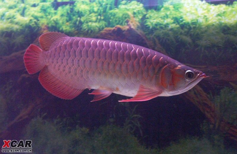 紅龍魚養(yǎng)多久才長到50cm：紅龍魚一年可以長15-20厘米