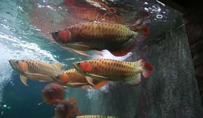 紅龍魚和金龍魚隔開一個(gè)月還是打架：紅龍魚和金龍魚隔開一個(gè)月仍打架怎么辦 龍魚百科 第2張