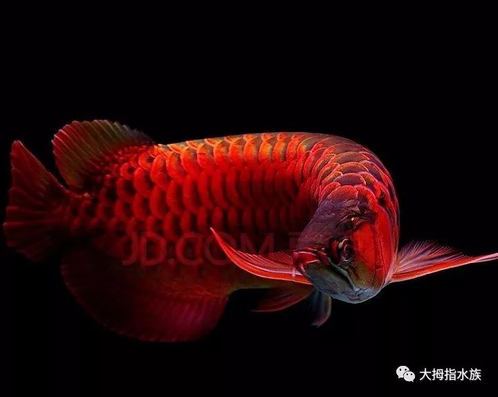 紅龍魚(yú)動(dòng)態(tài)壁紙：優(yōu)質(zhì)紅龍魚(yú)動(dòng)態(tài)壁紙推薦