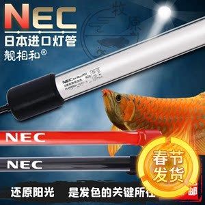 紅龍魚幾個月用nec燈光：nec燈光對紅龍魚的作用 龍魚百科 第1張