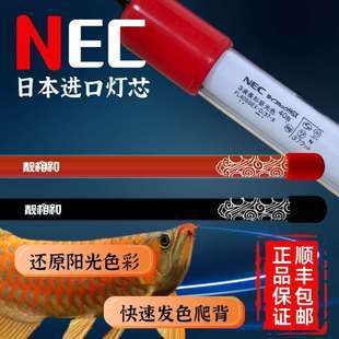 紅龍魚幾個月用nec燈光：nec燈光對紅龍魚的作用 龍魚百科 第2張