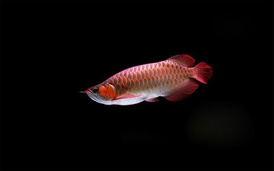 紅龍魚四大品牌：redphoenix紅龍魚